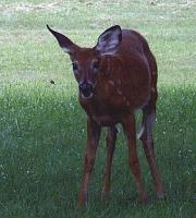 Click image for larger version

Name:	Bambi.JPG
Views:	644
Size:	36.9 KB
ID:	526