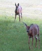 Click image for larger version

Name:	the Deer.JPG
Views:	659
Size:	19.6 KB
ID:	527