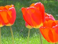 Click image for larger version

Name:	Tulip 5.jpg
Views:	897
Size:	266.4 KB
ID:	2746