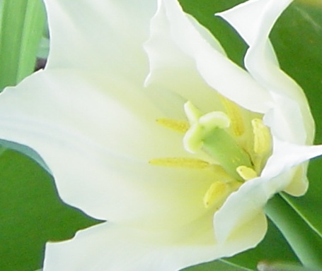 Tulip CloseUp--Lone white tulip in a garden of red