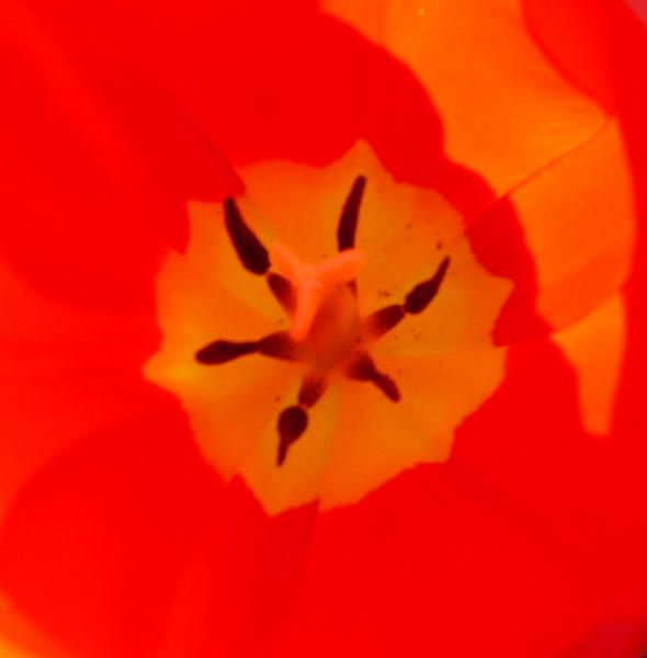 Abstract Zoom Inside a Tulip