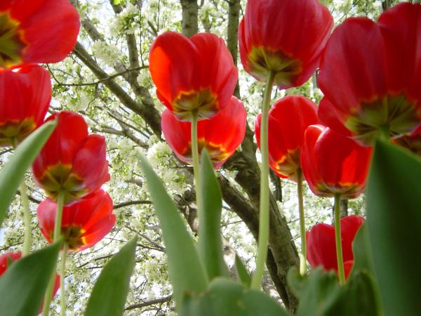 A Crowd Of Red Soldiers