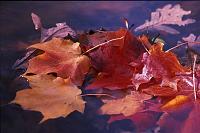 Click image for larger version

Name:	Leaves.jpg
Views:	414
Size:	98.5 KB
ID:	307