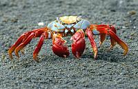 Click image for larger version

Name:	crab_1422842i.jpg
Views:	434
Size:	59.0 KB
ID:	6245