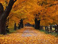 Click image for larger version

Name:	Autumn.jpg
Views:	686
Size:	64.7 KB
ID:	310